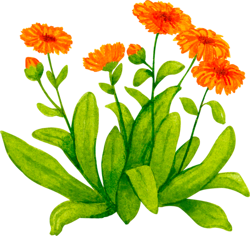 Flowering calendula plant. Watercolor element.